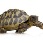 Hermans Tortoise for Sale