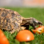 Home’s Hingeback Tortoise for Sale