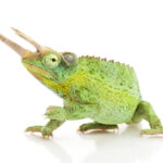 Jacksons Chameleon for Sale