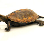 Japanese Pond Turtle