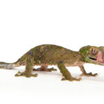 Mossy Leaf Tailed Gecko for Sale