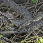 Morelet’s Crocodile