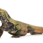 Moroccan Uromastyx for Sale
