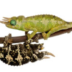 Mount Meru Jacksons Chameleon for Sale