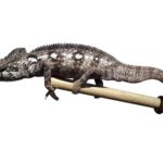 Oustalet’s Chameleon for Sale