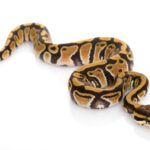 Pastel Ball Python for Sale