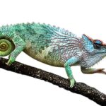 Pfeffers Chameleon for Sale