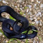 PAPUAN BLACK SNAKE FOR SALE