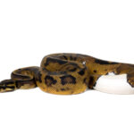 Piebald Ball Python for Sale