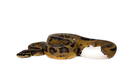 piebald-ball-python-for-sale.jpg