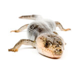 Peters Banded Skink for Sale