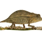 Pygmy Chameleon for Sale