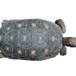 Red Foot Tortoise for Sale