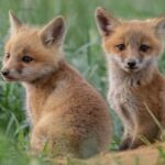 RUPPELL’S FOX FOR SALE