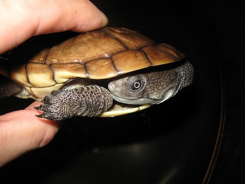 reimanns-snakeneck-turtle-for-sale.jpg