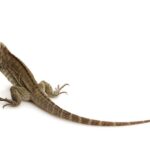 Rhinoceros Iguana for Sale