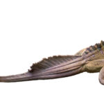 Sailfin Dragon for Sale