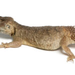 Shield Tailed Agama for Sale