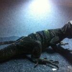 Spiny Necked Monitor for Sale