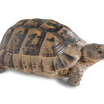 Greek Tortoise for Sale