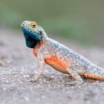 Tanzanian Spiny Agama for Sale