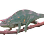 Three Horned Chameleon for Sale