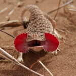 Toad Head Agama for Sale