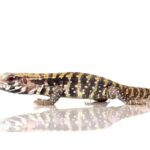 BABY ALBINO BLUE TEGUS FOR SALE