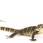 Water Monitor for Sale