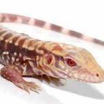 BABY ALBINO PURPLE TIGER TEGUS FOR SALE