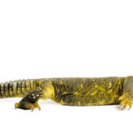Yellow Niger Uromastyx for Sale